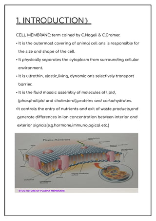 1. INTRODUCTION》
CELL MEMBRANE: term coined by C.Nageli & C.Cramer.
▪︎ It is the outermost covering of animal cell ans is responsible for
the size and shape of the cell.
▪︎ It physically separates the cytoplasm from surrounding cellular
environment.
▪︎ It is ultrathin, elastic,living, dynamic ans selectively transport
barrier.
▪︎ It is the fluid mosaic assembly of molecules of lipid,
(phospholipid and cholesterol),proteins and carbohydrates.
▪︎It controls the entry of nutrients and exit of waste products,and
generate differences in ion concentration between interior and
exterior signals(e.g.hormone,immunological etc.)
 