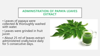 ADMINISTRATION OF PAPAYA LEAVES
EXTRACT
• Leaves of papaya were
collected & thoroughly washed
with water.
• Leaves were grinded in fruit
juicer.
• About 25 ml of leaves extract
administered orally,twice daily
for 5 consecutive days.
 