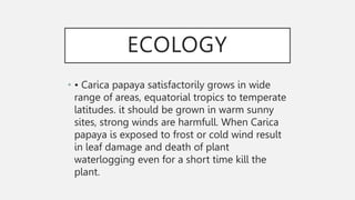 ECOLOGY
• • Carica papaya satisfactorily grows in wide
range of areas, equatorial tropics to temperate
latitudes. it should be grown in warm sunny
sites, strong winds are harmfull. When Carica
papaya is exposed to frost or cold wind result
in leaf damage and death of plant
waterlogging even for a short time kill the
plant.
 