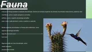 z
Fauna
A fauna do Pampa também é bastante diversificada. Dentre as inúmeras espécies de animais encontradas nesse bioma, podemos citar:
mamíferos, como o veado-campeiro e os furões
anfíbios, como o sapinho-de-barriga-vermelha
aves, como o joão-de-barro, a ema, a perdiz e a caturrita
Muitas espécies encontradas no Pampa são endêmicas, como:
sapinho-de-barriga-vermelha
beija-flor-de-barba-azul----------------------------------------------------------
tuco-tuco
Algumas estão em risco de extinção, como:
veado-campeiro
picapauzinho-chorão
 