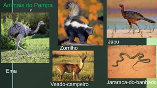 z
Animais do Pampa
Jacu
Jararaca-do-banhado
S,
Zorrilho
Veado-campeiro
Ema
 