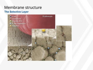 Membrane structure
The Selective Layer
 