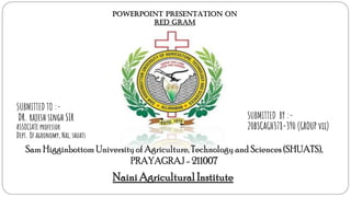 Sam Higginbottom University of Agriculture, Technology and Sciences (SHUATS),
PRAYAGRAJ - 211007
NainiAgricultural Institute
SUBMITTED TO :-
DR. rajesh singh SIR
ASSOCIATE professor
Dept. Of agronomy, Nai, shuats
SUBMITTED BY :-
20BSCAGH378-390 (GROUP vii)
POWERPOINT PRESENTATION ON
red gram
 