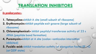 TRANSLATION INHIBITORS
In prokaryotes:-
1. Tetracycline:-inhibit A site (small subunit of ribosome)
2. Erythromycin:-inhibit peptide exit groove (large subunit of
ribosome)
3. Chloramphenicol:- inhibit peptidyl transferase activity of 23 s
rRNA (peptide bond formation)
4. Puromycin:-inhibit at A site (codon –anticodon interaction
inhibited)
5. Fusidic acid:-inhibit translation activity of elongation factor EF –G
(at GDP state)
 