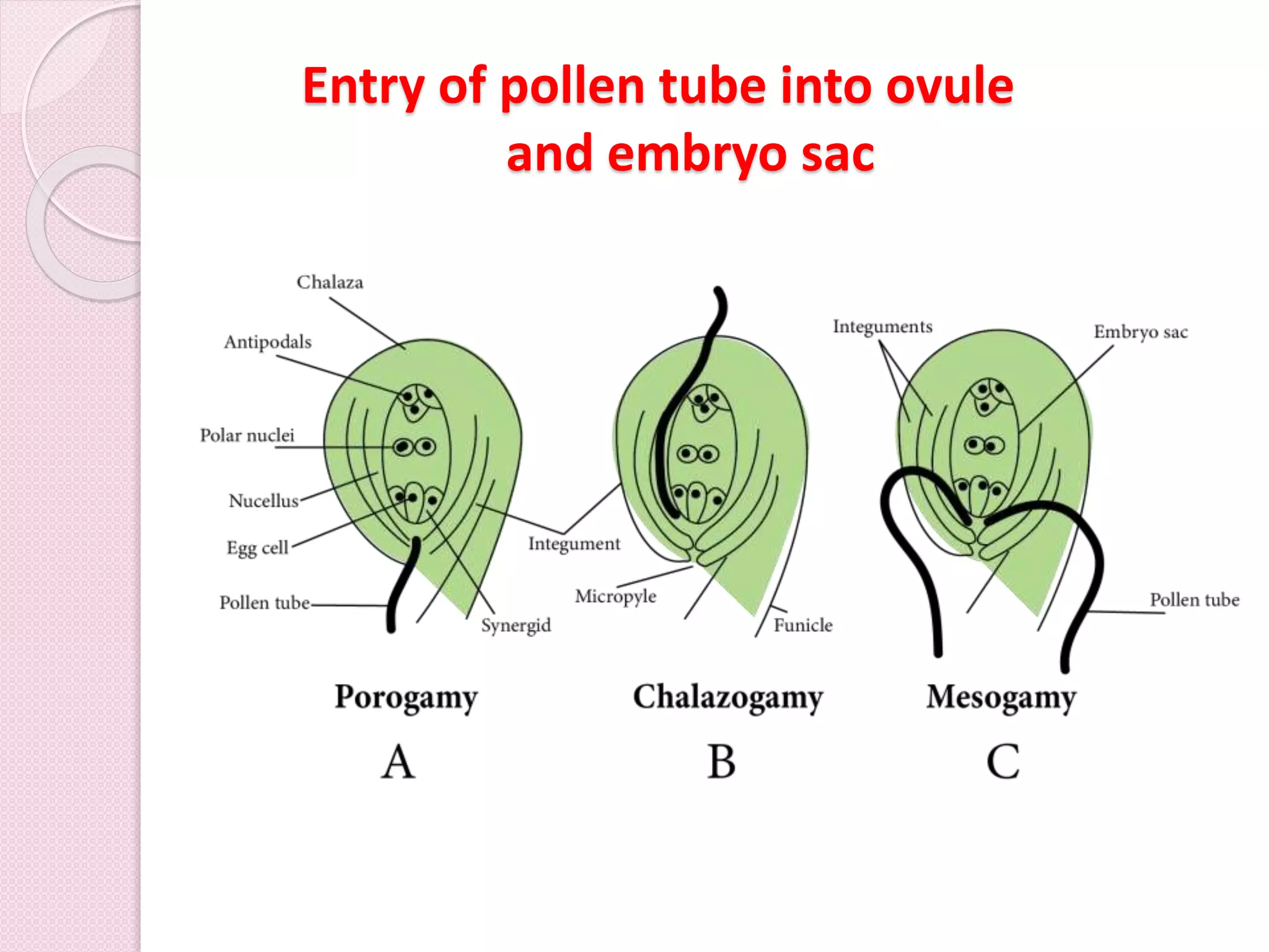 Entry of pollen tube into ovule
and embryo sac
 