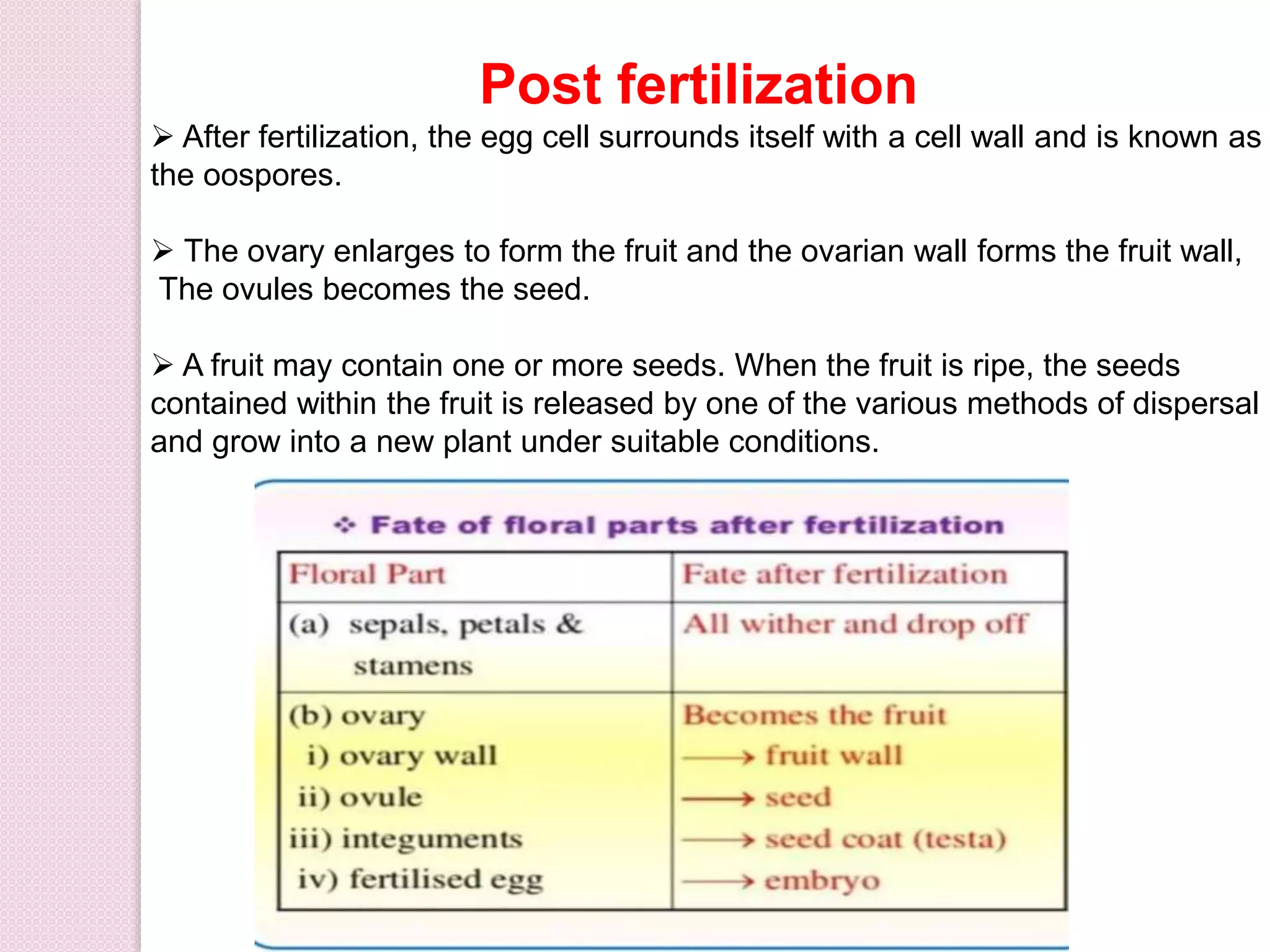 Post fertilization
 After fertilization, the egg cell surrounds itself with a cell wall and is known as
the oospores.
 The ovary enlarges to form the fruit and the ovarian wall forms the fruit wall,
The ovules becomes the seed.
 A fruit may contain one or more seeds. When the fruit is ripe, the seeds
contained within the fruit is released by one of the various methods of dispersal
and grow into a new plant under suitable conditions.
 