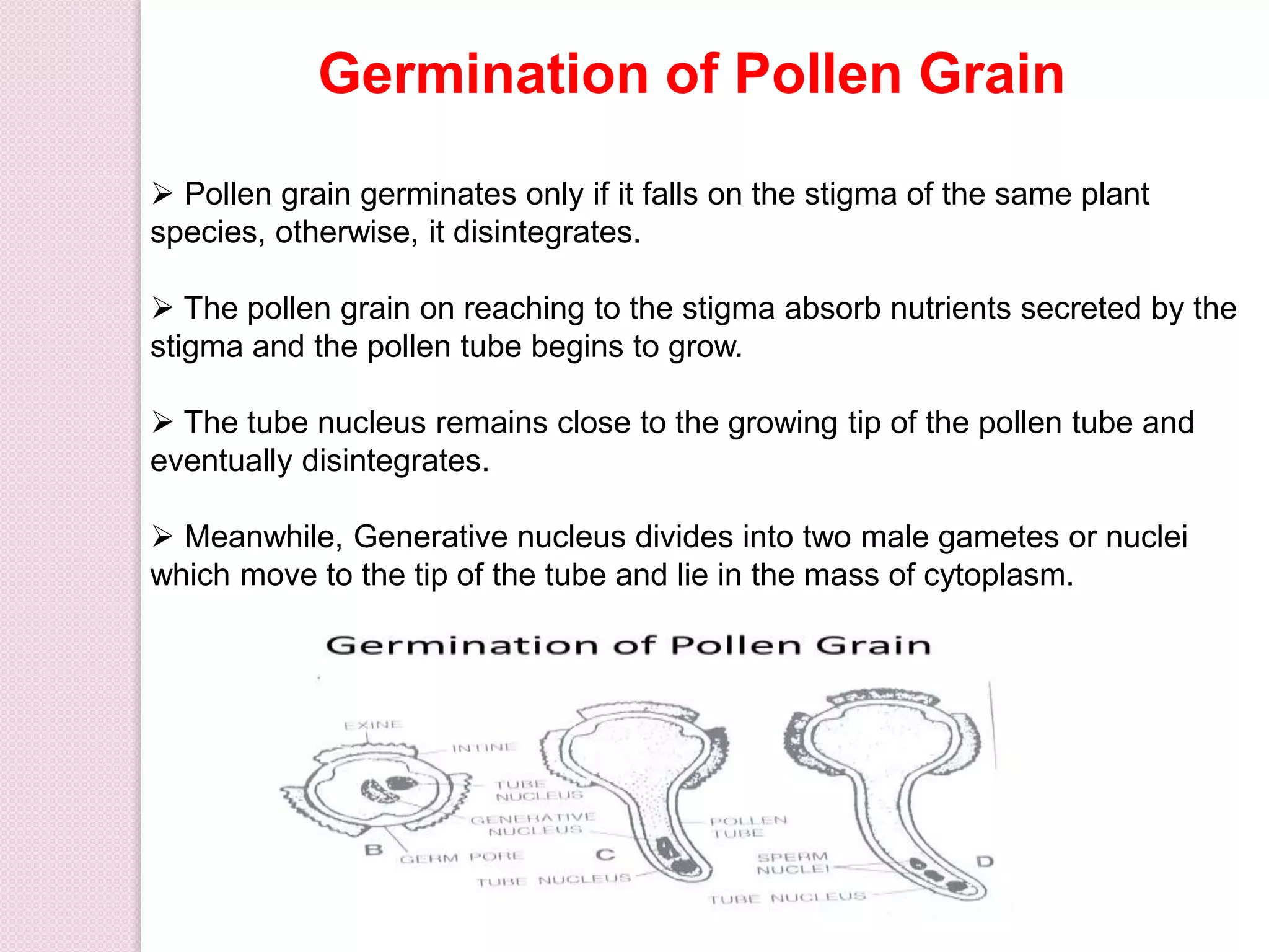 Germination of Pollen Grain
 Pollen grain germinates only if it falls on the stigma of the same plant
species, otherwise, it disintegrates.
 The pollen grain on reaching to the stigma absorb nutrients secreted by the
stigma and the pollen tube begins to grow.
 The tube nucleus remains close to the growing tip of the pollen tube and
eventually disintegrates.
 Meanwhile, Generative nucleus divides into two male gametes or nuclei
which move to the tip of the tube and lie in the mass of cytoplasm.
 