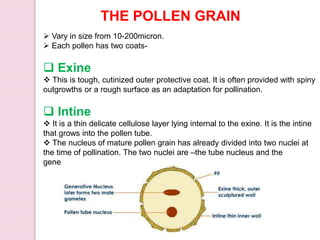 THE POLLEN GRAIN
 Vary in size from 10-200micron.
 Each pollen has two coats-
 Exine
 This is tough, cutinized outer protective coat. It is often provided with spiny
outgrowths or a rough surface as an adaptation for pollination.
 Intine
 It is a thin delicate cellulose layer lying internal to the exine. It is the intine
that grows into the pollen tube.
 The nucleus of mature pollen grain has already divided into two nuclei at
the time of pollination. The two nuclei are –the tube nucleus and the
generative nucleus.
 