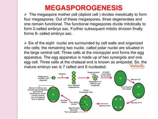 MEGASPOROGENESIS
 The megaspore mother cell (diploid cell ) divides meiotically to form
four megaspores. Out of these megaspores, three degenerates and
one remain functional. The functional megaspores divide mitotically to
form 2-celled embryo sac. Further subsequent mitotic division finally
forms 8- celled embryo sac.
 Six of the eight nuclei are surrounded by cell walls and organized
into cells; the remaining two nuclei, called polar nuclei are situated in
the large central cell. Three cells at the micropylar end forms the egg
apparatus. The egg apparatus is made up of two synergids and one
egg cell. Three cells at the chalazal end is known as antipodal. So, the
mature embryo sac is 7 celled and 8 nucleated.
 