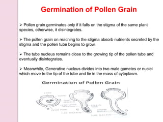 Germination of Pollen Grain
 Pollen grain germinates only if it falls on the stigma of the same plant
species, otherwise, it disintegrates.
 The pollen grain on reaching to the stigma absorb nutrients secreted by the
stigma and the pollen tube begins to grow.
 The tube nucleus remains close to the growing tip of the pollen tube and
eventually disintegrates.
 Meanwhile, Generative nucleus divides into two male gametes or nuclei
which move to the tip of the tube and lie in the mass of cytoplasm.
 