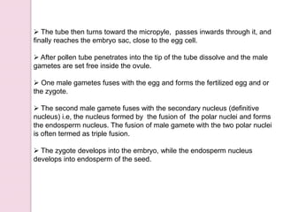  The tube then turns toward the micropyle, passes inwards through it, and
finally reaches the embryo sac, close to the egg cell.
 After pollen tube penetrates into the tip of the tube dissolve and the male
gametes are set free inside the ovule.
 One male gametes fuses with the egg and forms the fertilized egg and or
the zygote.
 The second male gamete fuses with the secondary nucleus (definitive
nucleus) i.e, the nucleus formed by the fusion of the polar nuclei and forms
the endosperm nucleus. The fusion of male gamete with the two polar nuclei
is often termed as triple fusion.
 The zygote develops into the embryo, while the endosperm nucleus
develops into endosperm of the seed.
 
