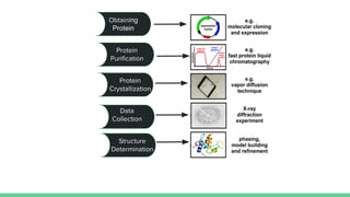 Obtaining
Protein
Protein
Puriﬁcation
Protein
Crystallization
Data
Collection
Structure
Determination
 