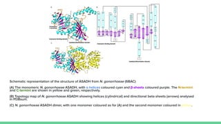 Schematic representation of the structure of ASADH from N. gonorrhoeae (6BAC)
(A) The monomeric N. gonorrhoeae ASADH, with α helices coloured cyan and β-sheets coloured purple. The N-termini
and C-termini are shown in yellow and green, respectively.
(B) Topology map of N. gonorrhoeae ASADH showing helices (cylindrical) and directional beta sheets (arrows) analysed
in PDBsum.
(C) N. gonorrhoeae ASADH dimer, with one monomer coloured as for (A) and the second monomer coloured in yellow.
 