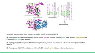 Schematic representation of the structure of ASADH from P. aeruginosa (5BNT).
(A) P. aeruginosa ASADH structure with α helices colored pink and β-sheets colored green. The N terminus (pale yellow) and
C terminus (pale green) are depicted.
(B) Topology map of P. aeruginosa ASADH showing helices (cylindrical) and directional beta sheets (arrows) obtained from
PDBsum.
(C) P. aeruginosa ASADH formed a dimer with one NADP molecule (yellow) bound within each protomer.
 