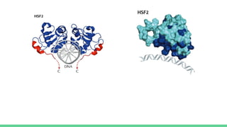 X ray crystallography to visualize protein structure.