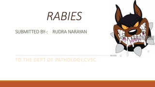 RABIES
SUBMITTED BY-: RUDRA NARAYAN
TO THE DEPT OF PATHOLOGY,CVSC
 