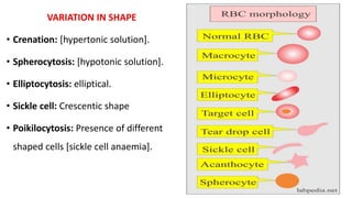 VARIATION IN SHAPE
• Crenation: [hypertonic solution].
• Spherocytosis: [hypotonic solution].
• Elliptocytosis: elliptical.
• Sickle cell: Crescentic shape
• Poikilocytosis: Presence of different
shaped cells [sickle cell anaemia].
 