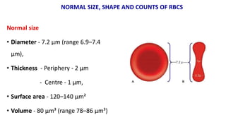 Normal size
• Diameter - 7.2 μm (range 6.9–7.4
μm),
• Thickness - Periphery - 2 μm
- Centre - 1 μm,
• Surface area - 120–140 μm²
• Volume - 80 μm³ (range 78–86 μm³)
NORMAL SIZE, SHAPE AND COUNTS OF RBCS
 