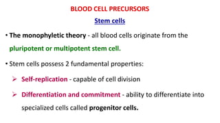 BLOOD CELL PRECURSORS
Stem cells
• The monophyletic theory - all blood cells originate from the
pluripotent or multipotent stem cell.
• Stem cells possess 2 fundamental properties:
 Self-replication - capable of cell division
 Differentiation and commitment - ability to differentiate into
specialized cells called progenitor cells.
 