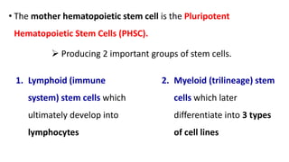 • The mother hematopoietic stem cell is the Pluripotent
Hematopoietic Stem Cells (PHSC).
 Producing 2 important groups of stem cells.
1. Lymphoid (immune
system) stem cells which
ultimately develop into
lymphocytes
2. Myeloid (trilineage) stem
cells which later
differentiate into 3 types
of cell lines
 