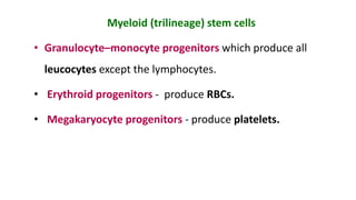 Myeloid (trilineage) stem cells
• Granulocyte–monocyte progenitors which produce all
leucocytes except the lymphocytes.
• Erythroid progenitors - produce RBCs.
• Megakaryocyte progenitors - produce platelets.
 