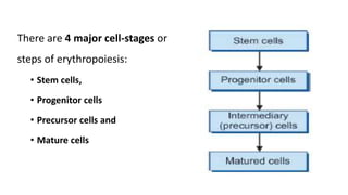 There are 4 major cell-stages or
steps of erythropoiesis:
• Stem cells,
• Progenitor cells
• Precursor cells and
• Mature cells
 