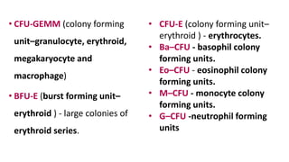 • CFU-GEMM (colony forming
unit–granulocyte, erythroid,
megakaryocyte and
macrophage)
• BFU-E (burst forming unit–
erythroid ) - large colonies of
erythroid series.
• CFU-E (colony forming unit–
erythroid ) - erythrocytes.
• Ba–CFU - basophil colony
forming units.
• Eo–CFU - eosinophil colony
forming units.
• M–CFU - monocyte colony
forming units.
• G–CFU -neutrophil forming
units
 