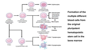 Formation of the
multiple different
blood cells from
the original
pluripotent
hematopoietic
stem cell in the
bone marrow
 