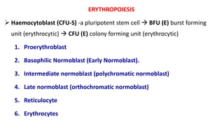 ERYTHROPOIESIS
 Haemocytoblast (CFU-S) -a pluripotent stem cell  BFU (E) burst forming
unit (erythrocytic)  CFU (E) colony forming unit (erythrocytic)
1. Proerythroblast
2. Basophilic Normoblast (Early Normoblast).
3. Intermediate normoblast (polychromatic normoblast)
4. Late normoblast (orthochromatic normoblast)
5. Reticulocyte
6. Erythrocytes
 