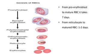 • From pro-erythroblast
to mature RBC it takes
7 days.
• From reticulocyte to
matured RBC: 1-2 days.
 