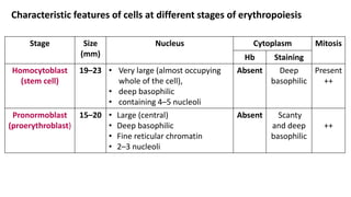 Characteristic features of cells at different stages of erythropoiesis
Stage Size
(mm)
Nucleus Cytoplasm Mitosis
Hb Staining
Homocytoblast
(stem cell)
19–23 • Very large (almost occupying
whole of the cell),
• deep basophilic
• containing 4–5 nucleoli
Absent Deep
basophilic
Present
++
Pronormoblast
(proerythroblast)
15–20 • Large (central)
• Deep basophilic
• Fine reticular chromatin
• 2–3 nucleoli
Absent Scanty
and deep
basophilic
++
 