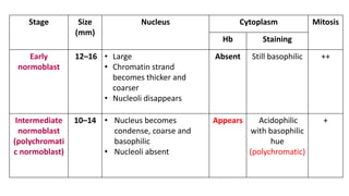 Stage Size
(mm)
Nucleus Cytoplasm Mitosis
Hb Staining
Early
normoblast
12–16 • Large
• Chromatin strand
becomes thicker and
coarser
• Nucleoli disappears
Absent Still basophilic ++
Intermediate
normoblast
(polychromati
c normoblast)
10–14 • Nucleus becomes
condense, coarse and
basophilic
• Nucleoli absent
Appears Acidophilic
with basophilic
hue
(polychromatic)
+
 
