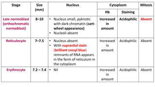 Stage Size
(mm)
Nucleus Cytoplasm Mitosis
Hb Staining
Late normoblast
(orthochromatic
normoblast)
8–10 • Nucleus small, pyknotic
with dark chromatin (cart-
wheel appearance)
• Nucleoli absent
Increased
in
amount
Acidophilic Absent
Reticulocyte 7–7.5 • Nucleus absent
• With supravital stain
(brilliant cresyl blue)
remnants of RNA appears
in the form of reticulum in
the cytoplasm
Increased
in
amount
Acidophilic Absent
Erythrocyte 7.2 – 7.4 • Nil Increased
in
amount
Acidophilic Absent
 