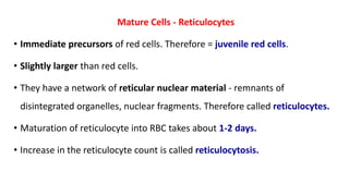 Mature Cells - Reticulocytes
• Immediate precursors of red cells. Therefore = juvenile red cells.
• Slightly larger than red cells.
• They have a network of reticular nuclear material - remnants of
disintegrated organelles, nuclear fragments. Therefore called reticulocytes.
• Maturation of reticulocyte into RBC takes about 1-2 days.
• Increase in the reticulocyte count is called reticulocytosis.
 