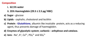 Composition
i. 62.5% water
ii. 35% Haemoglobin (29.5 ± 2.5 pg/ RBC)
a) Sugar - glucose
b) Lipids - cephalin, cholesterol and lecithin
c) Protein - Glutathione, albumin like insoluble protein, acts as a reducing
agent, thus prevents damage of haemoglobin.
d) Enzymes of glycolytic system; carbonic - anhydrase and catalase.
e) Ions - Na⁺, K⁺, Ca²⁺, PO₄³⁻ and SO₄²⁻
 