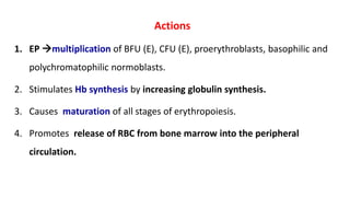 Actions
1. EP multiplication of BFU (E), CFU (E), proerythroblasts, basophilic and
polychromatophilic normoblasts.
2. Stimulates Hb synthesis by increasing globulin synthesis.
3. Causes maturation of all stages of erythropoiesis.
4. Promotes release of RBC from bone marrow into the peripheral
circulation.
 