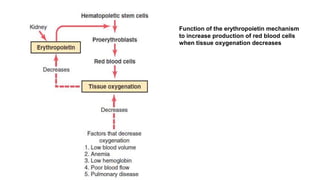 Function of the erythropoietin mechanism
to increase production of red blood cells
when tissue oxygenation decreases
 