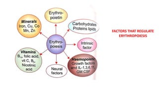 FACTORS THAT REGULATE
ERYTHROPOIESIS
 