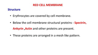 RED CELL MEMBRANE
Structure
• Erythrocytes are covered by cell membrane.
• Below the cell membrane structural proteins - Spectrin,
Ankyrin ,Actin and other proteins are present.
• These proteins are arranged in a mesh like pattern.
 