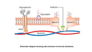 Schematic diagram showing ultra structure of red cell membrane.
 
