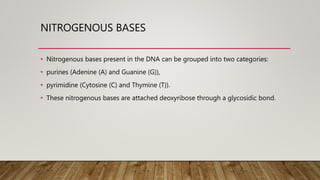 NITROGENOUS BASES
• Nitrogenous bases present in the DNA can be grouped into two categories:
• purines (Adenine (A) and Guanine (G)),
• pyrimidine (Cytosine (C) and Thymine (T)).
• These nitrogenous bases are attached deoxyribose through a glycosidic bond.
 