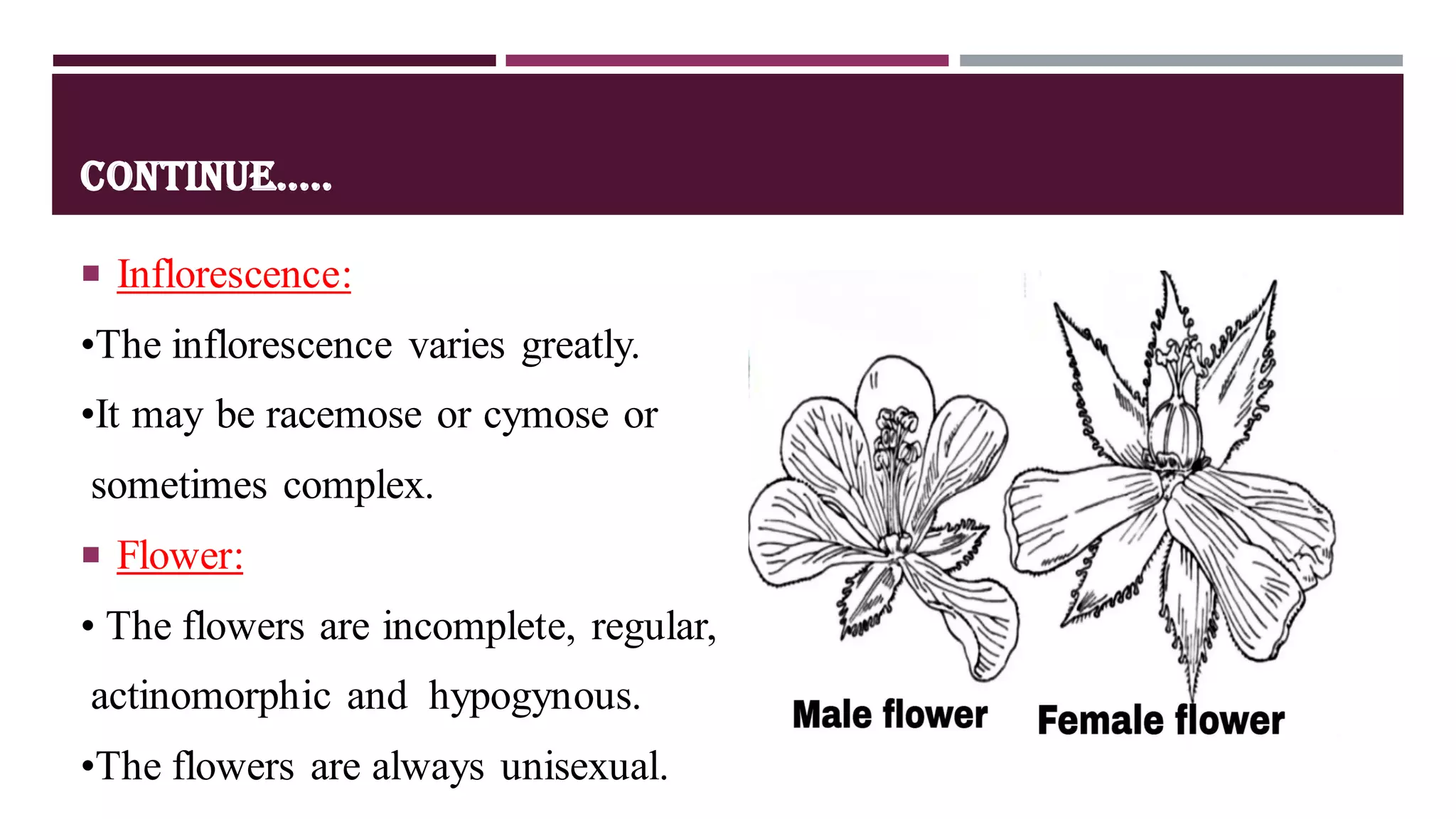 EUPHORBIACEAE FAMILY PPT | PDF