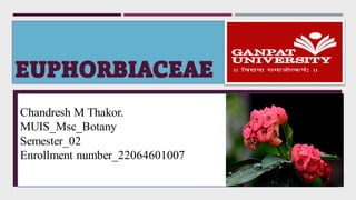 EUPHORBIACEAE
Chandresh M Thakor.
MUIS_Msc_Botany
Semester_02
Enrollment number_22064601007
 