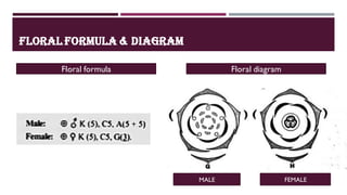 FLORAL FORMULA & DIAGRAM
Floral formula Floral diagram
MALE FEMALE
 