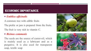 ECONOMIC IMPORTANCE
 Emblica officinalis
A common tree with edible fruits
The pickle or jam is prepared from the fruits.
The fruit is very rich in vitamin C.
 Ricinus communis
The seeds are the source of castor-oil, which
is mainly used as a lubricant and as a
purgative. It is also used for transparent
soap, textile soap
 