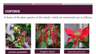 CONTINUE
 Some of the plant species of this family which are ornamental are as follows,
Jatropha gossypifolia Acalypha hispida Euphorbia pulcherrima
 