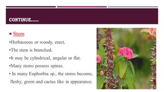 CONTINUE......
 Stem
•Herbaceous or woody, erect,
•The stem is branched.
•It may be cylindrical, angular or flat.
•Many stems possess spines.
• In many Euphorbia sp., the stems become,
fleshy, green and cactus like in appearance.
 