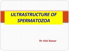 ULTRASTRUCTURE OF
SPERMATOZOA
DrAlok Kumar
 