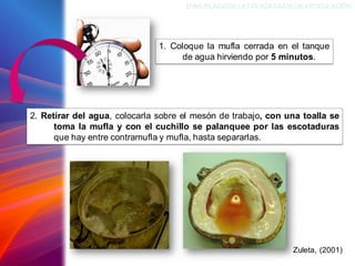 ENMUFLADODELAS PLACAS BASEDEARTICULACIÓN
Zuleta, (2001)
1. Coloque la mufla cerrada en el tanque
de agua hirviendo por 5 minutos.
2. Retirar del agua, colocarla sobre el mesón de trabajo, con una toalla se
toma la mufla y con el cuchillo se palanquee por las escotaduras
que hay entre contramufla y mufla, hasta separarlas.
 