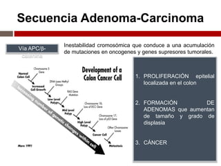 Secuencia Adenoma-Carcinoma
Vía APC/β-
catenina
Inestabilidad cromosómica que conduce a una acumulación
de mutaciones en oncogenes y genes supresores tumorales.
1. PROLIFERACIÓN epitelial
localizada en el colon
2. FORMACIÓN DE
ADENOMAS que aumentan
de tamaño y grado de
displasia
3. CÁNCER
 